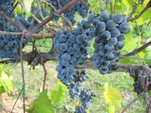 Picture of Concord grape cluster